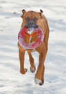 Rocket in Snow -- January 2011